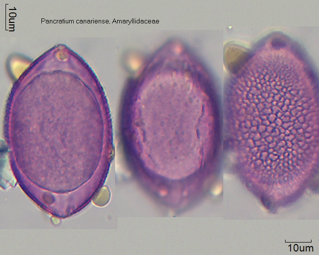 Pollen von Pancratium canariense.jpg