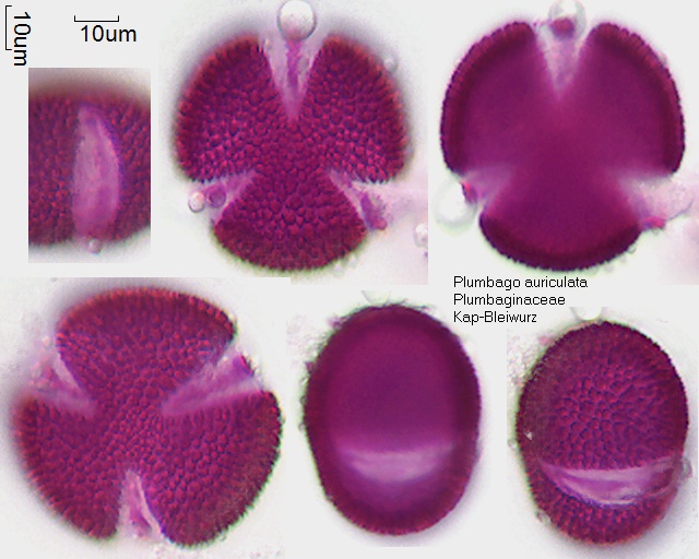Pollen von Plumbago auriculata