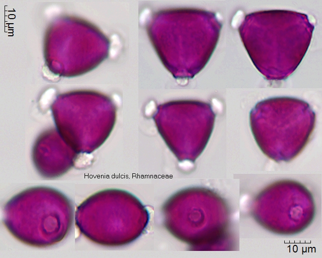 Pollen von Hovenia dulcis