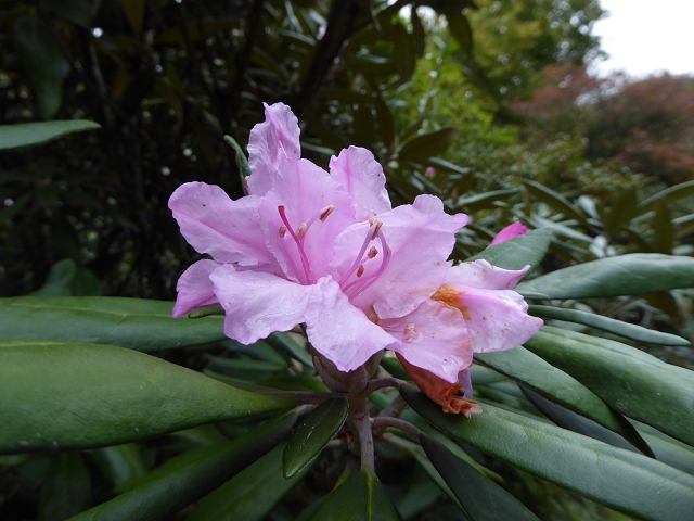 Datei:VRhododendron smirnowii.JPG