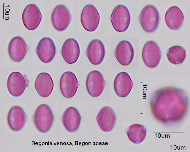 Pollen von Begonia venosa