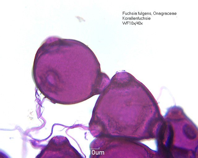 Datei:Fuchsia fulgens (4).jpg