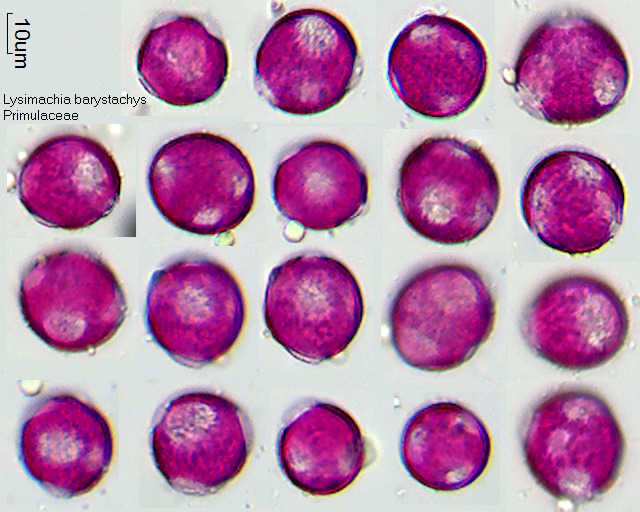 Pollen von Lysimachia barystachys.jpg