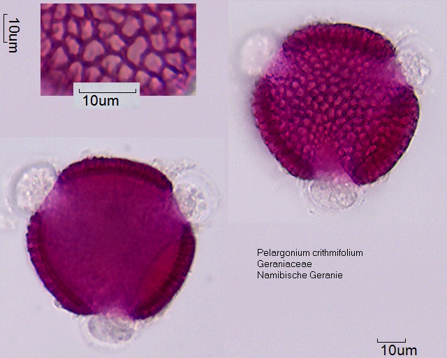 Pollen von Pelargonium crithmifolium