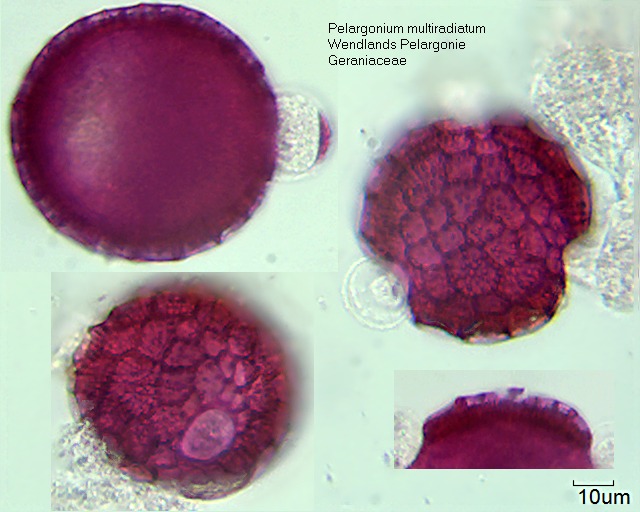 Pollen von Pelargonium multiradiatum