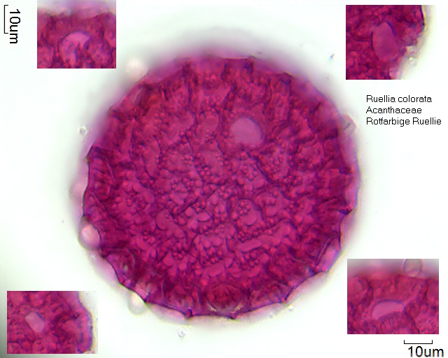 Pollen von Ruellia colorata (1).jpg
