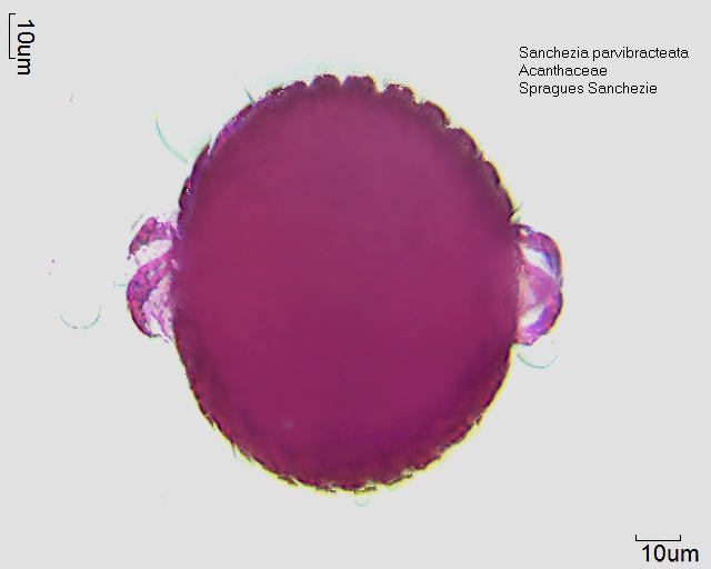 Sanchezia parvibracteata (3).jpg