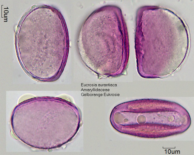 Pollen von Eucrosia aurantiaca