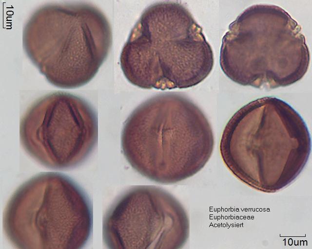 Datei:Euphorbia verrucosa a.jpg