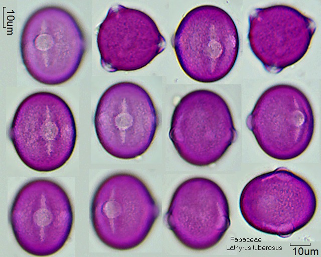 Pollen von Lathyrus tuberosus