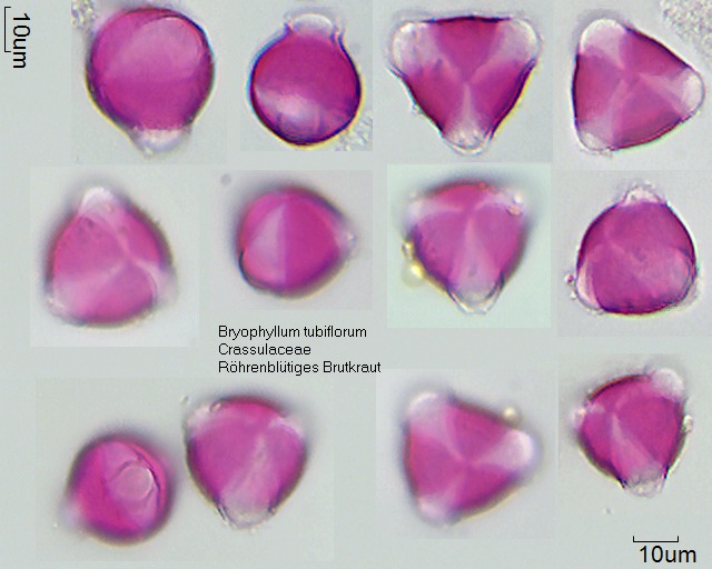 Pollen von Bryophyllum tubiflorum.jpg