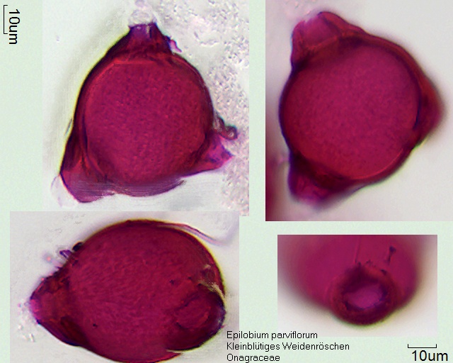 Pollen von Epilobium parviflorum