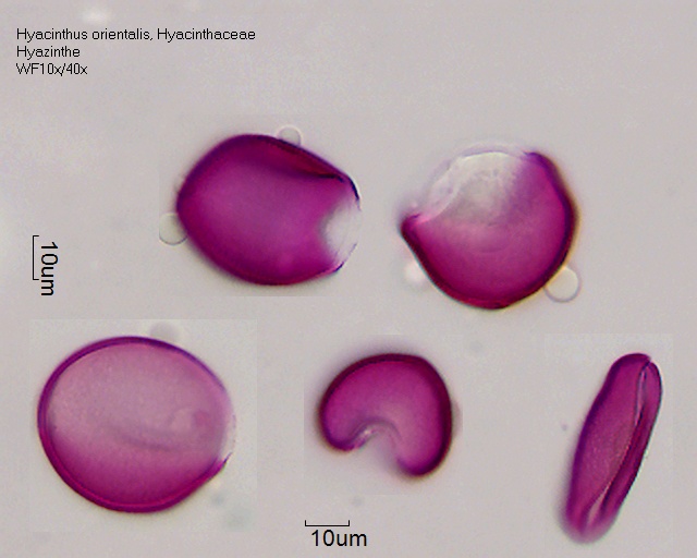 Datei:Hyacinthus orientalis (1).jpg