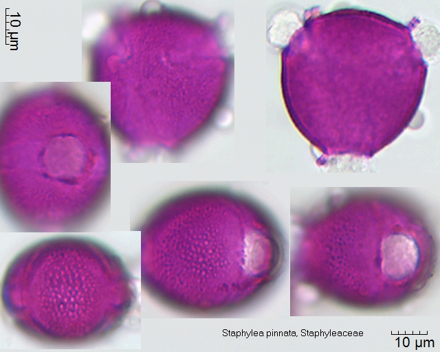 Pollen von Staphylea pinnata