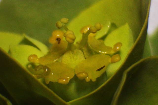 Euphorbia Blütendetails1.JPG