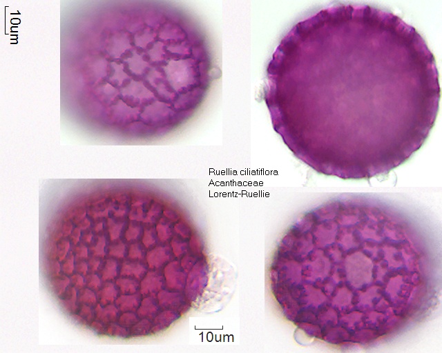 Pollen von Ruellia ciliatiflora