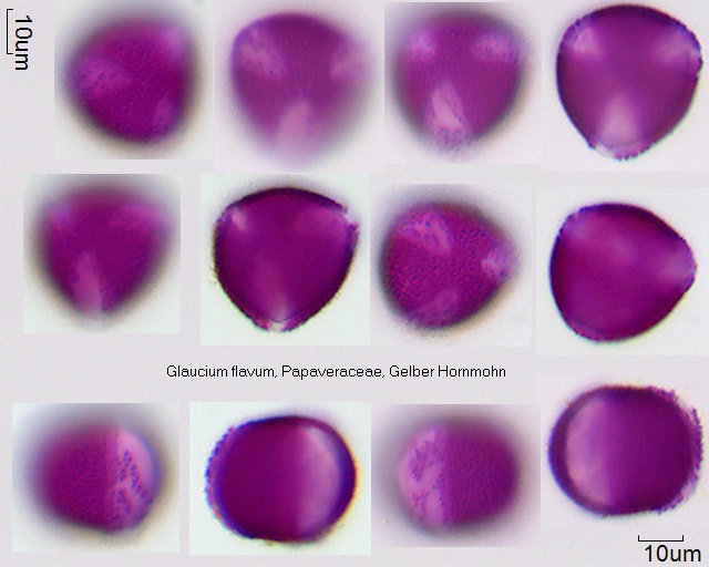 Pollen von Glaucium flavum