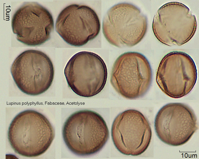 Acetolysierter Pollen von Lupinus polyphyllus, A-009