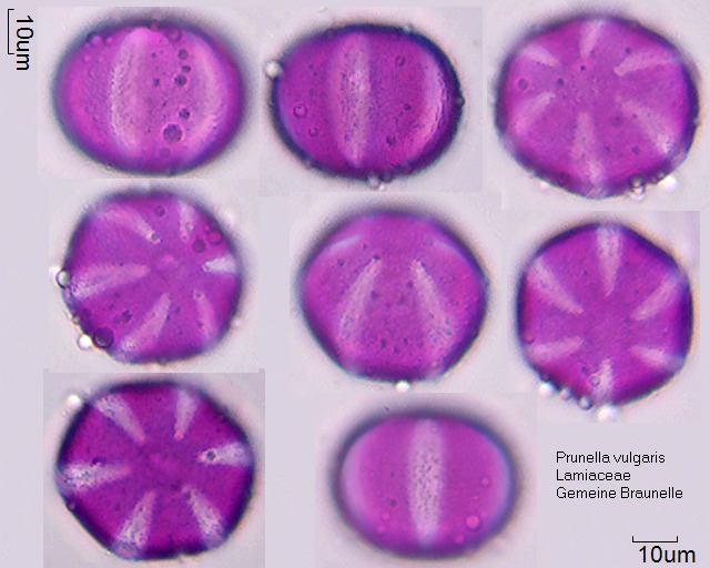 Pollen von Prunella vulgaris