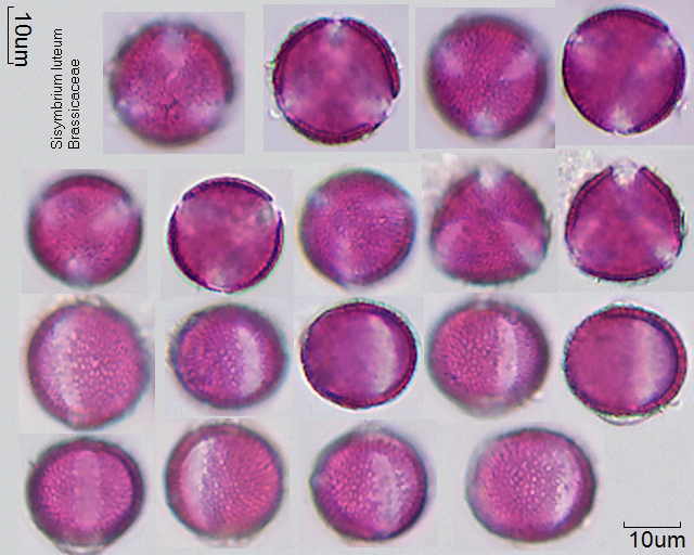 Pollen von Sisymbrium luteum, 23-092