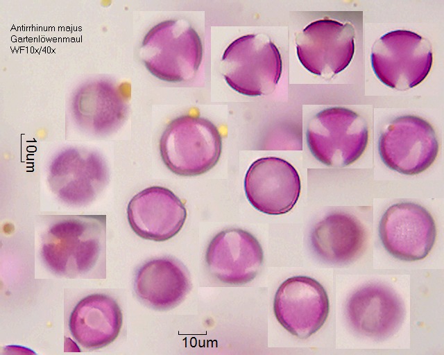 Pollen von Antirrhinum majus