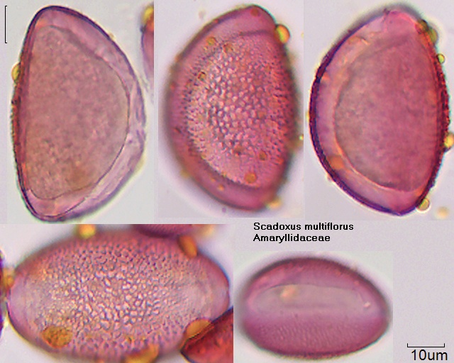 Pollen von Scadoxus multiflorus.jpg