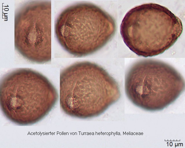 Acetolysierer Pollen von Turraea heterophylla