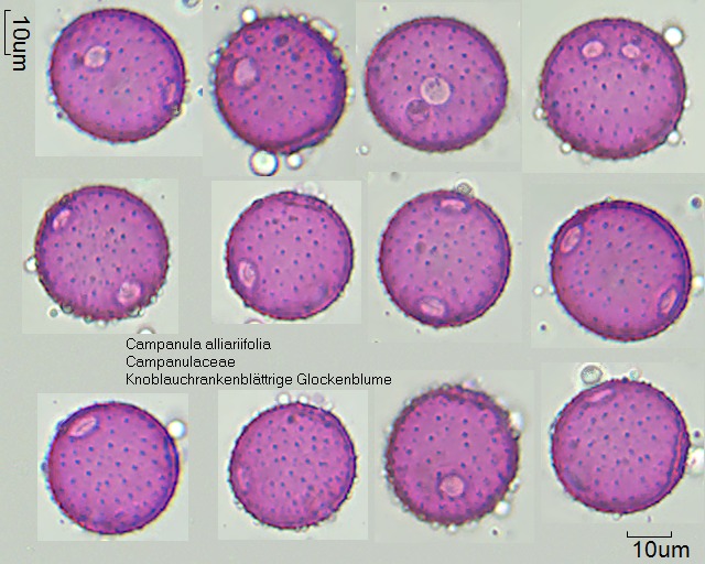 Pollen von Campanula alliariifolia