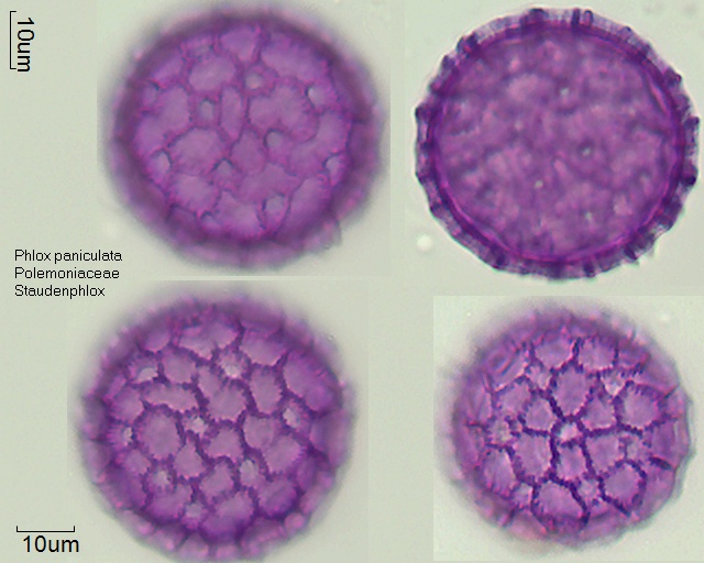 Pollen von Phlox paniculata