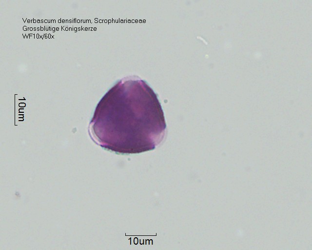 Datei:Verbascum densiflorum (1).jpg