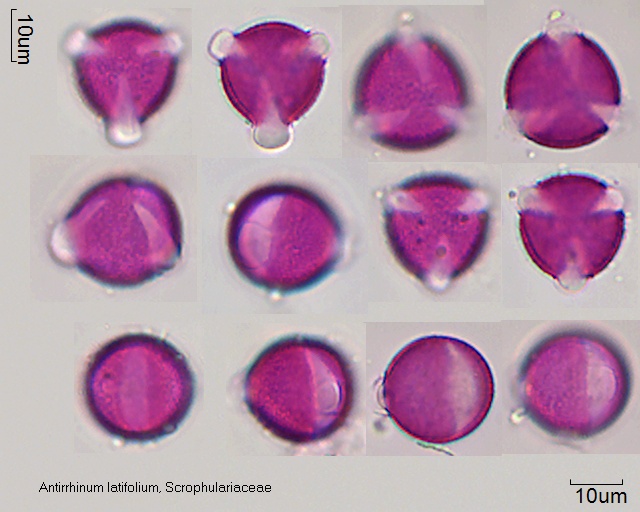 Pollen von Antirrhinum latifolium