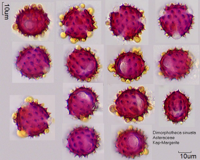 Pollen von Dimorphotheca sinuata