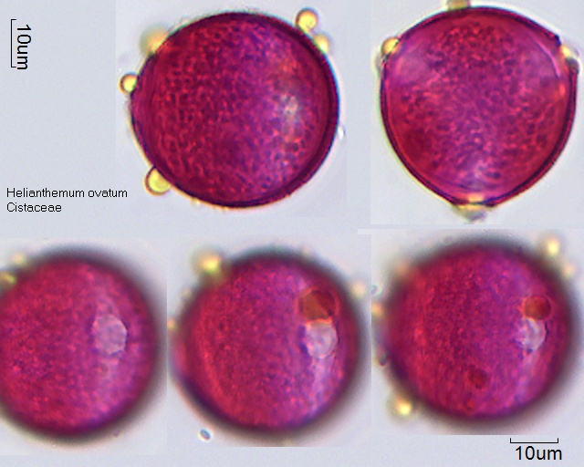 Pollen von Helianthemum ovatum