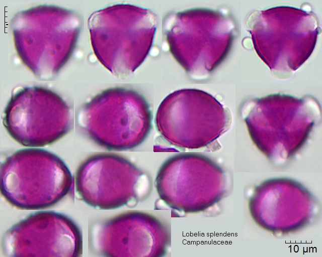 Pollen von Lobelia splendens