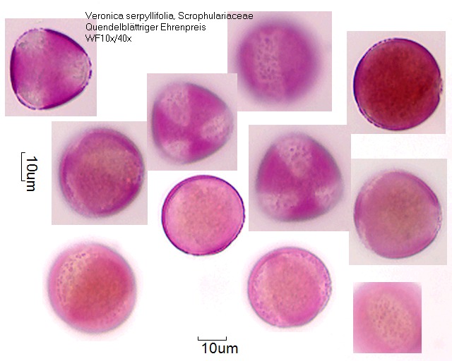 Pollen von Veronica serpyllifolia