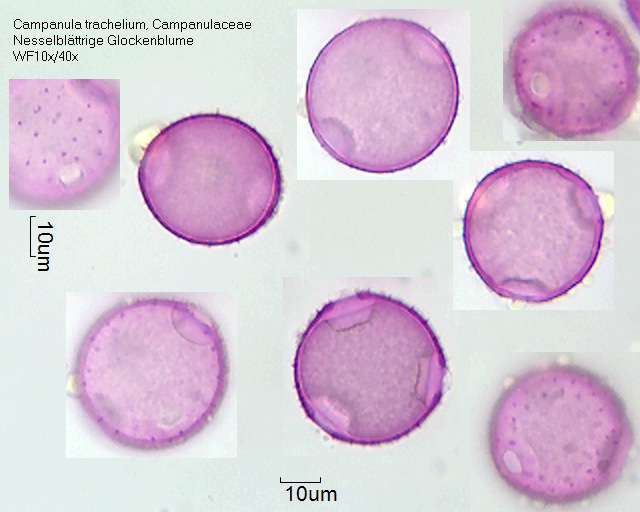 Datei:Campanula trachelium (1).jpg