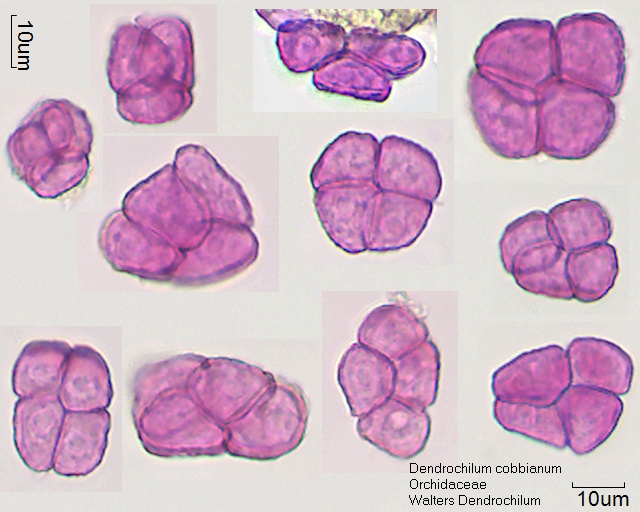 Pollen von Dendrochilum cobbianum