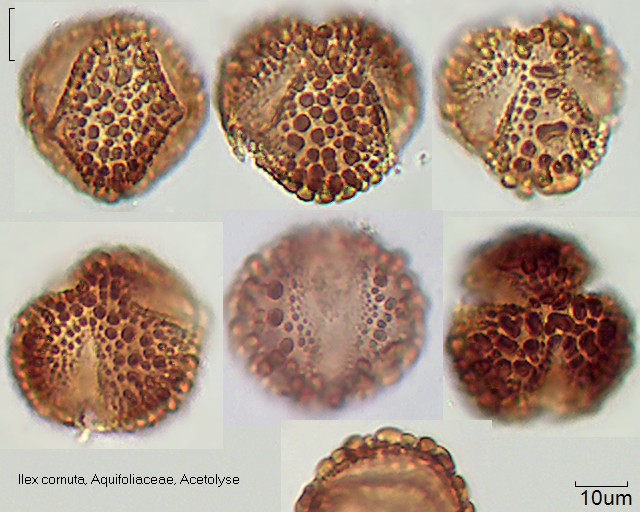 Pollen von Ilex cornuta, A-001