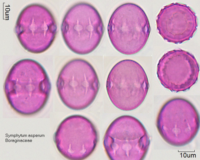 Pollen von Symphytum asperum
