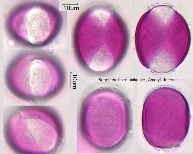 Pollen von Boophone haemanthoides