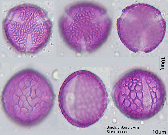 Pollen von Brachychiton bidwillii