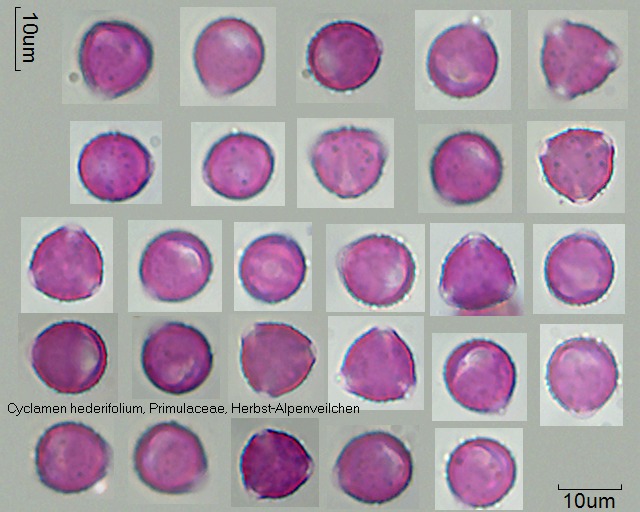 Pollen von Cyclamen hederifolium