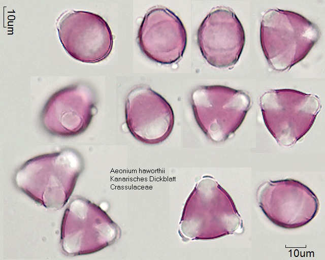 Pollen von Aeonium haworthii