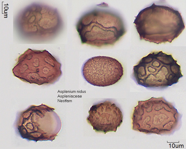 Sporen von Asplenium nidus