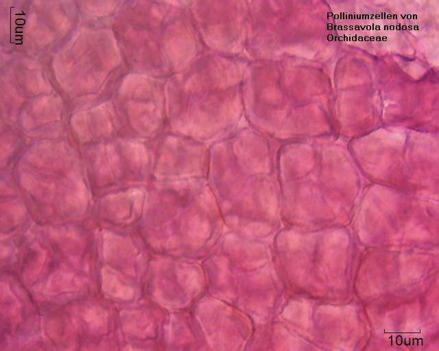 Zellen aus dem Pollinium von Brassavola nodosa