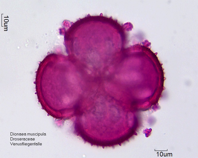 Datei:Dionaea muscipula (7).jpg
