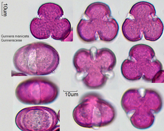 Pollen von Gunnera manicata, 7-028-1