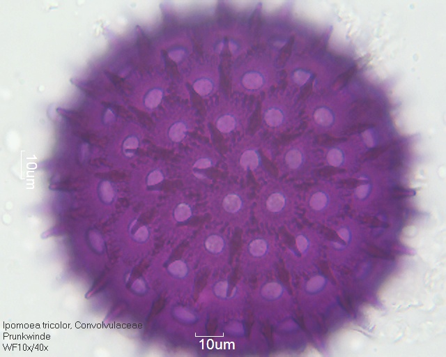 Pollen von Ipomoea tricolor