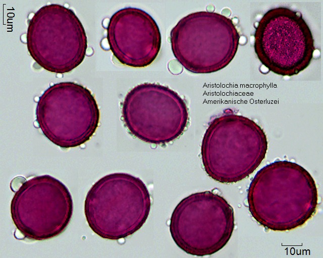 Pollen von Aristolochia clematitis
