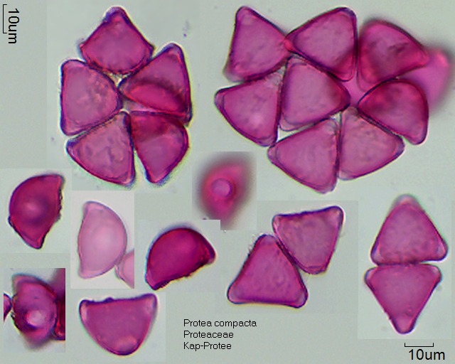 Pollen von Protea compacta